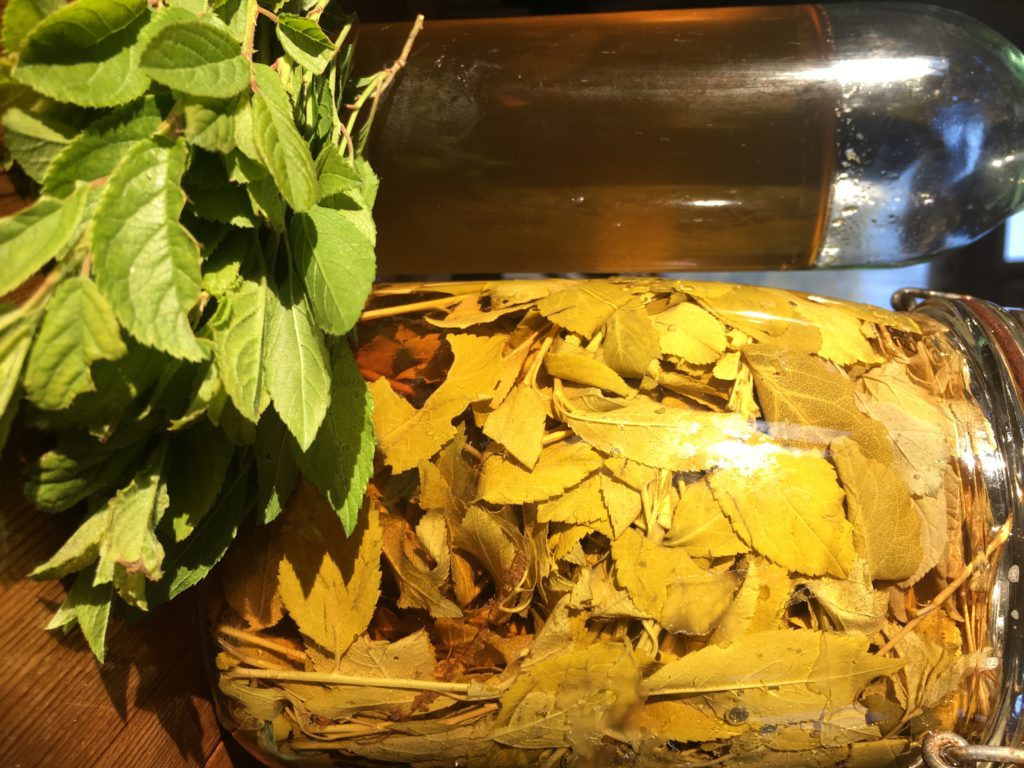 Vin d’épine, sirop et sorbet aux pousses d'épine