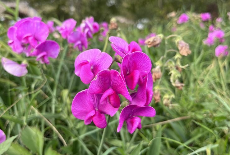 Gesse à larges feuilles - fleurs