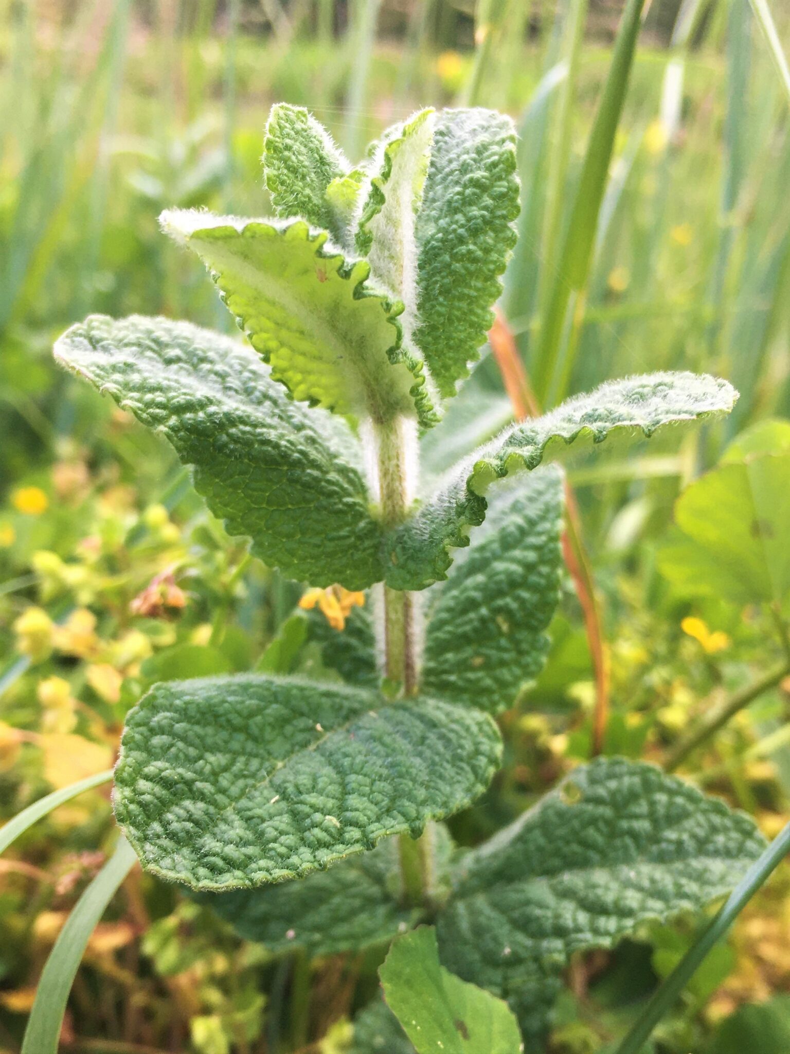 Plantes comestibles des bords de l'eau — free download