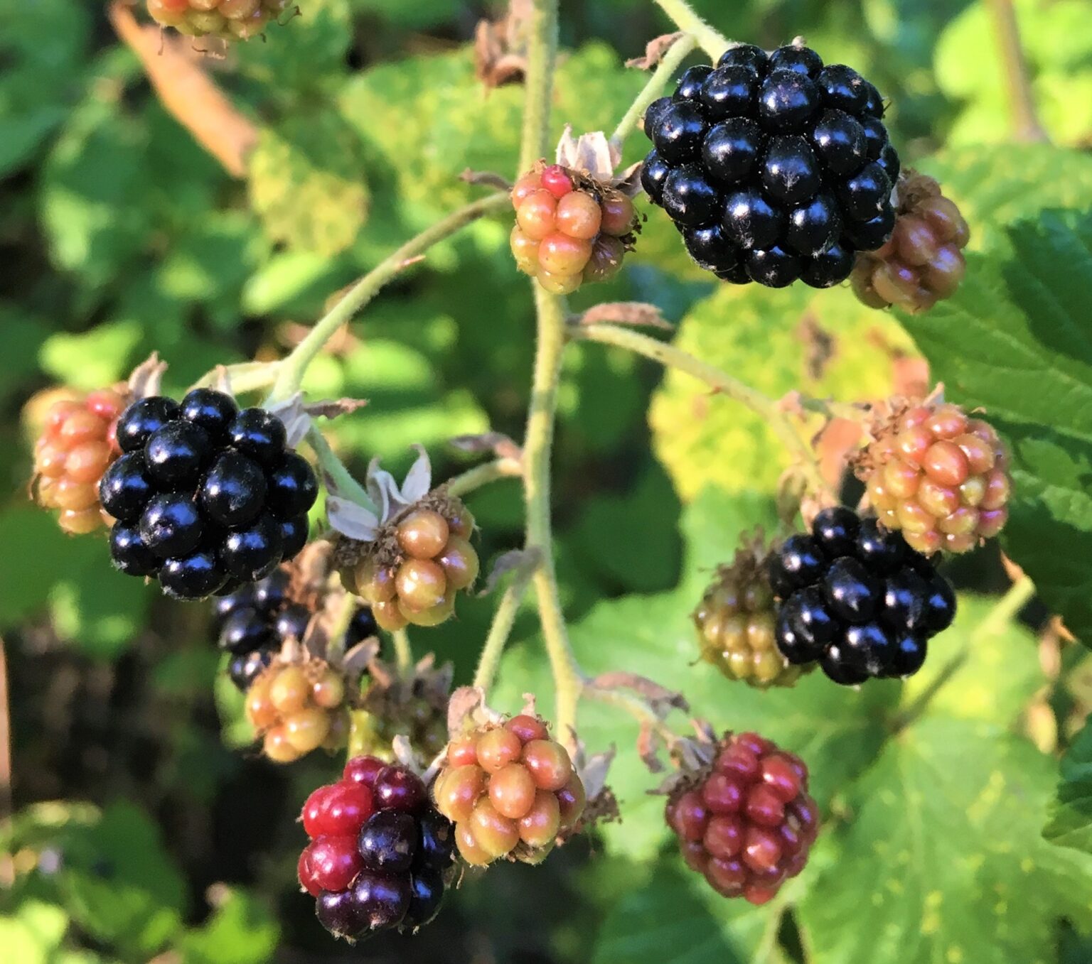 Quelles recettes aux mûres sauvages
