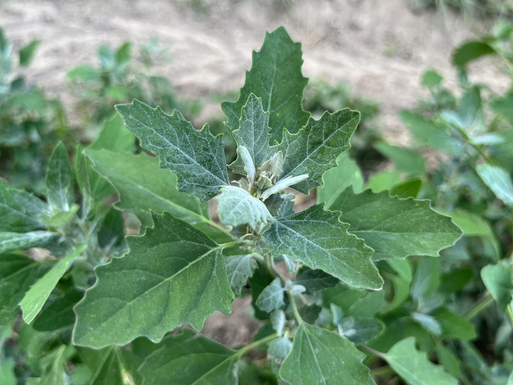 Chénopode avec poudre blanche