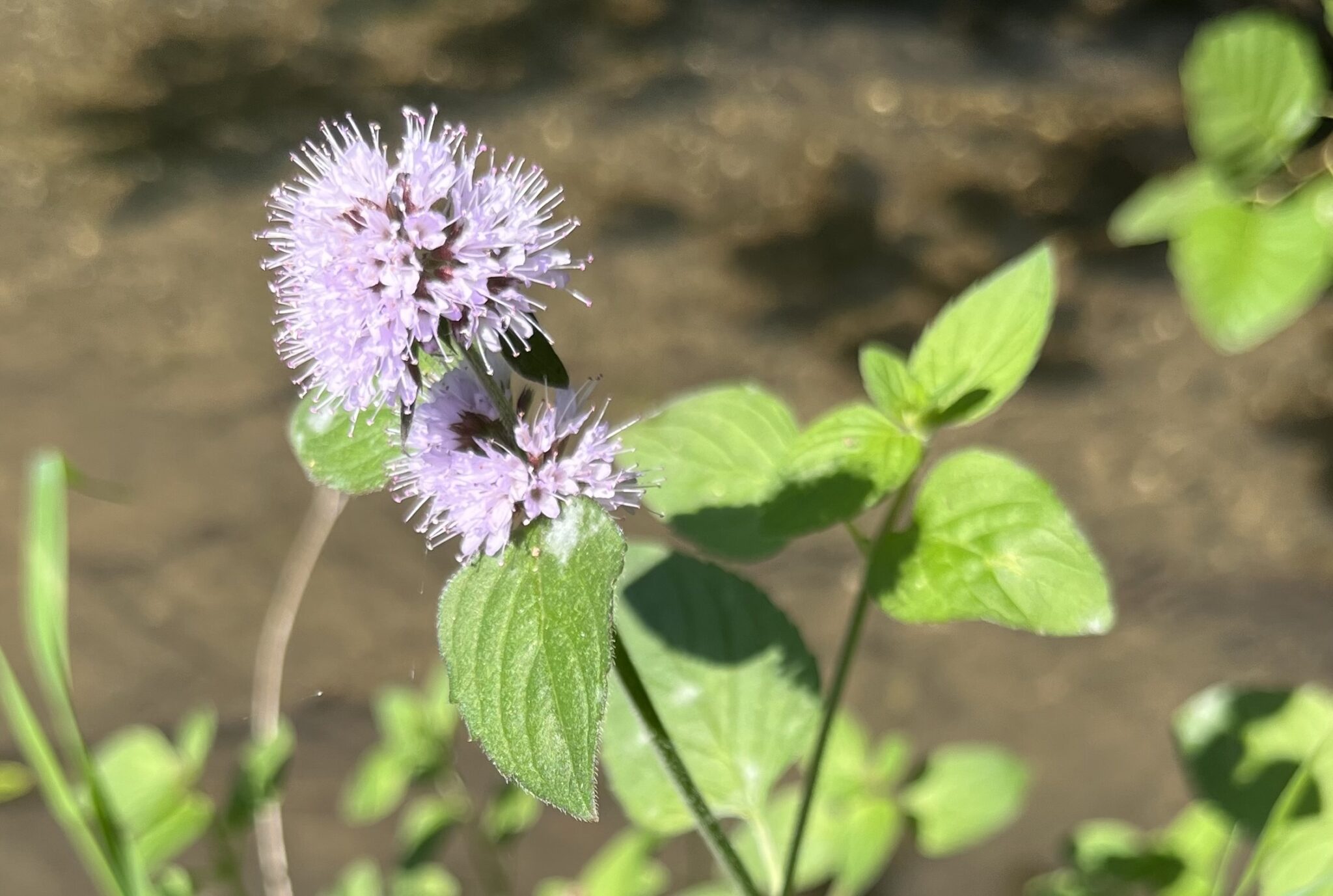 La menthe aquatique plante sauvage comestible Plantes Sauvages — free download