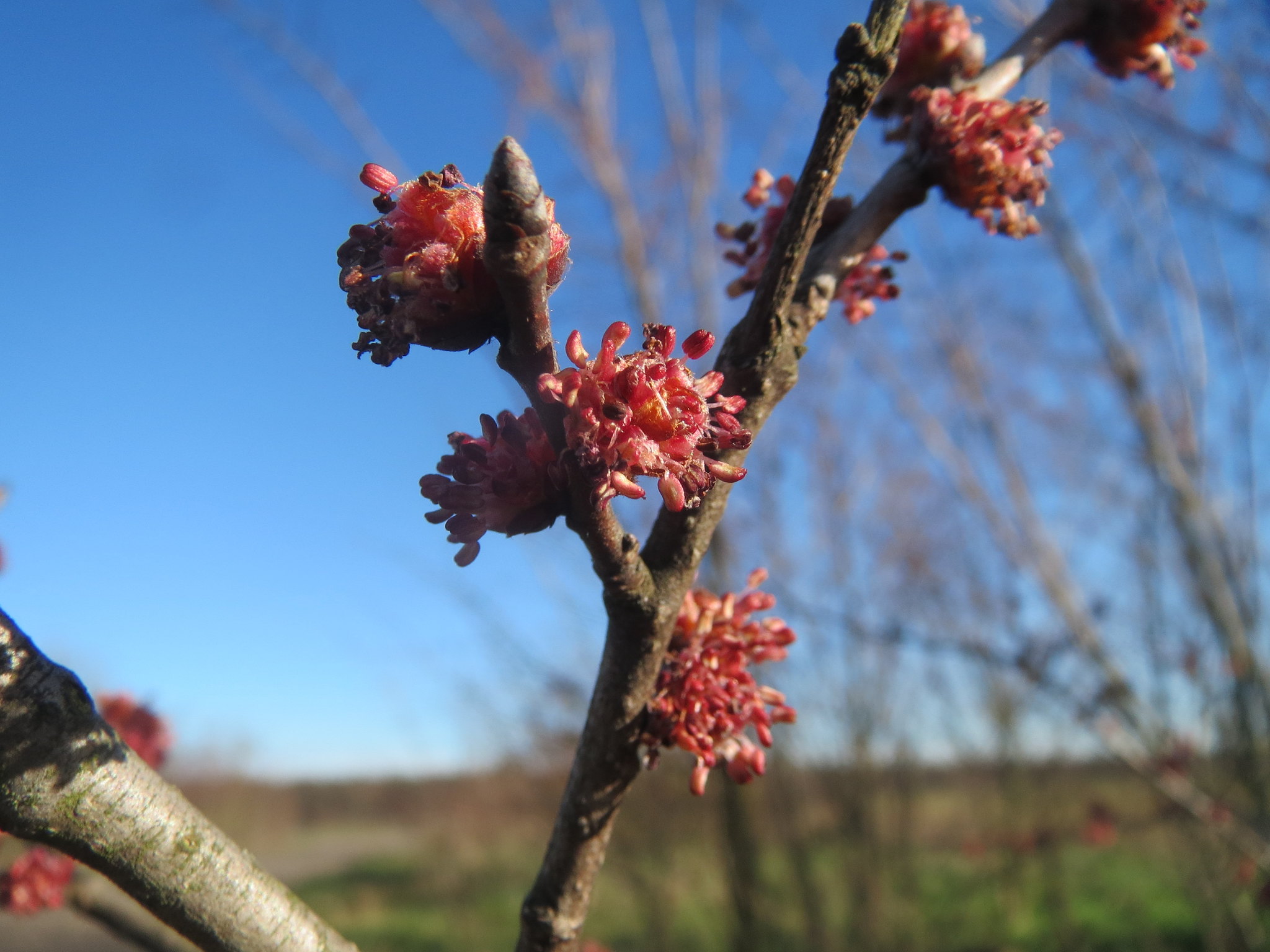 Fleurs d'orme champêtre Ulmus minor - photo Andreas Rockstein
