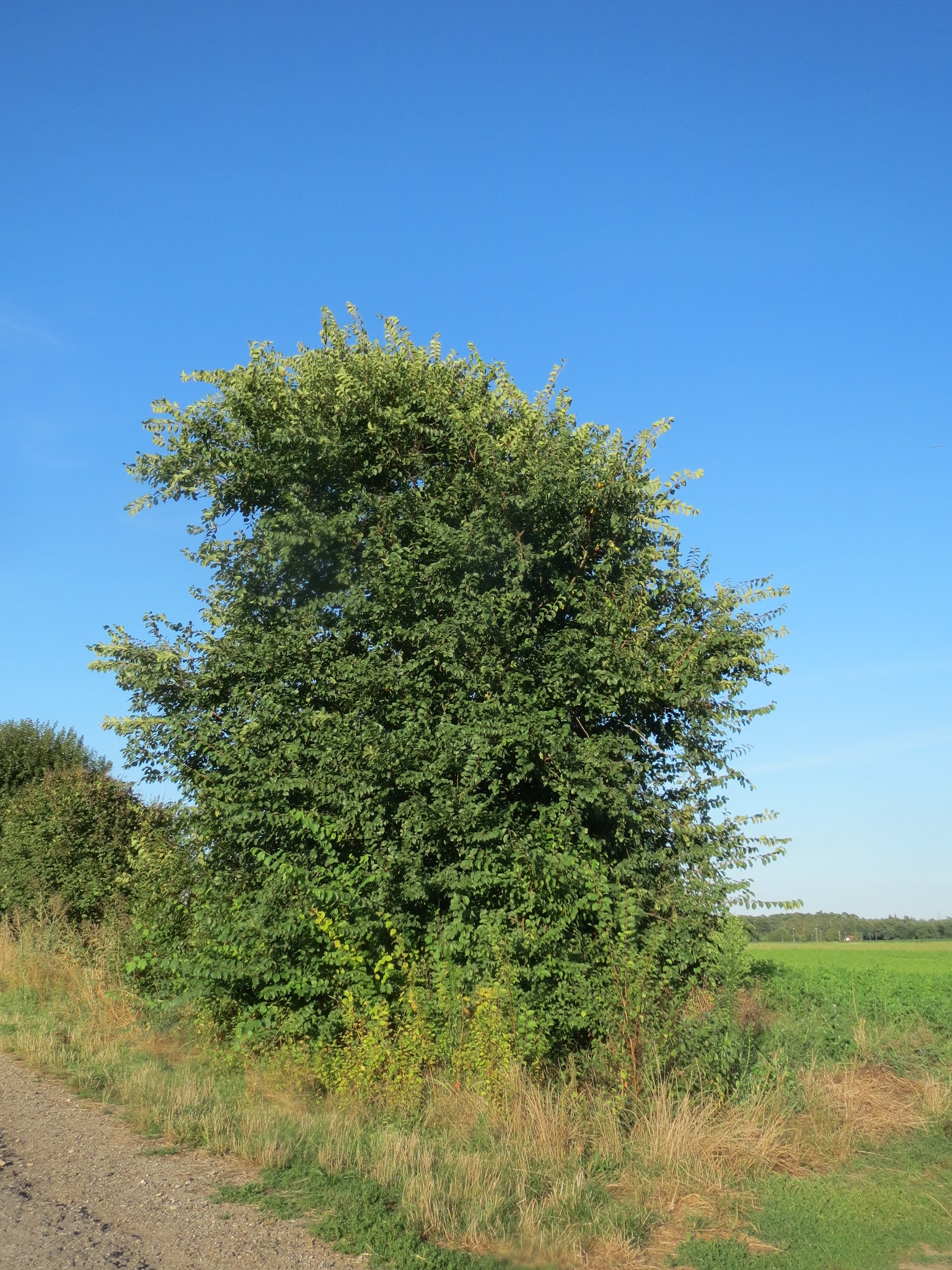 Orme champêtre Ulmus minor - photo Andreas Rockstein