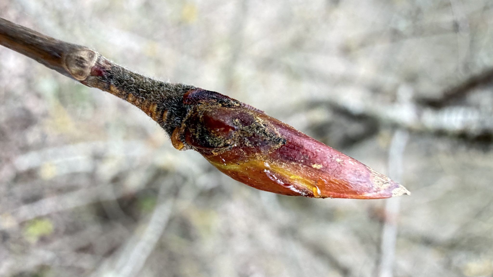 Bourgeon de peuplier avec résine - photo BD