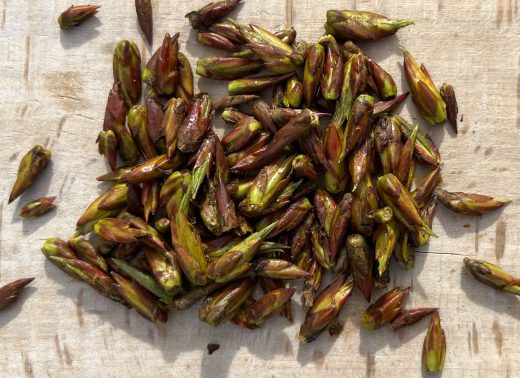 Bourgeons de peuplier sur planche