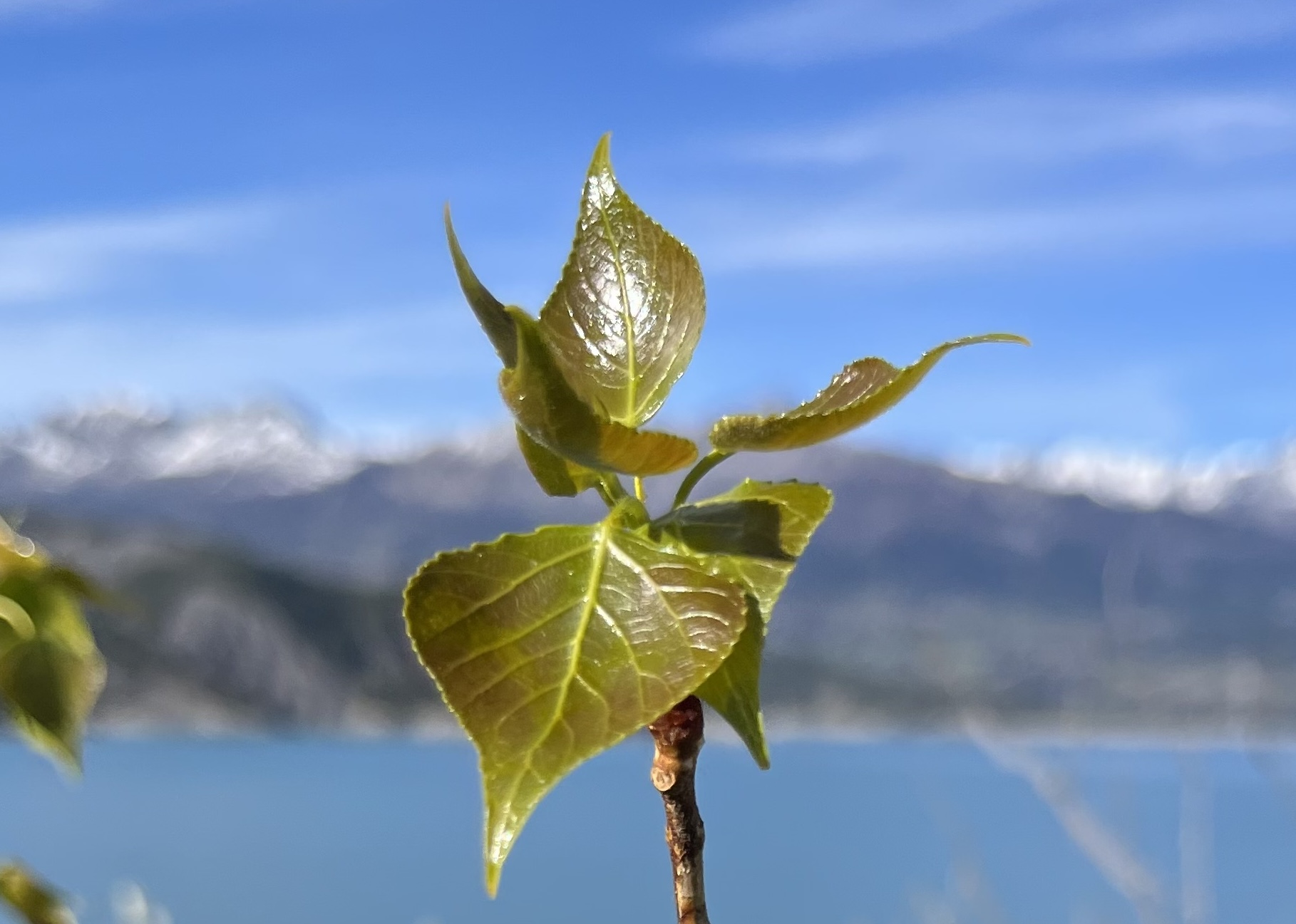 eune feuills de peuplier devant lac et montagnes