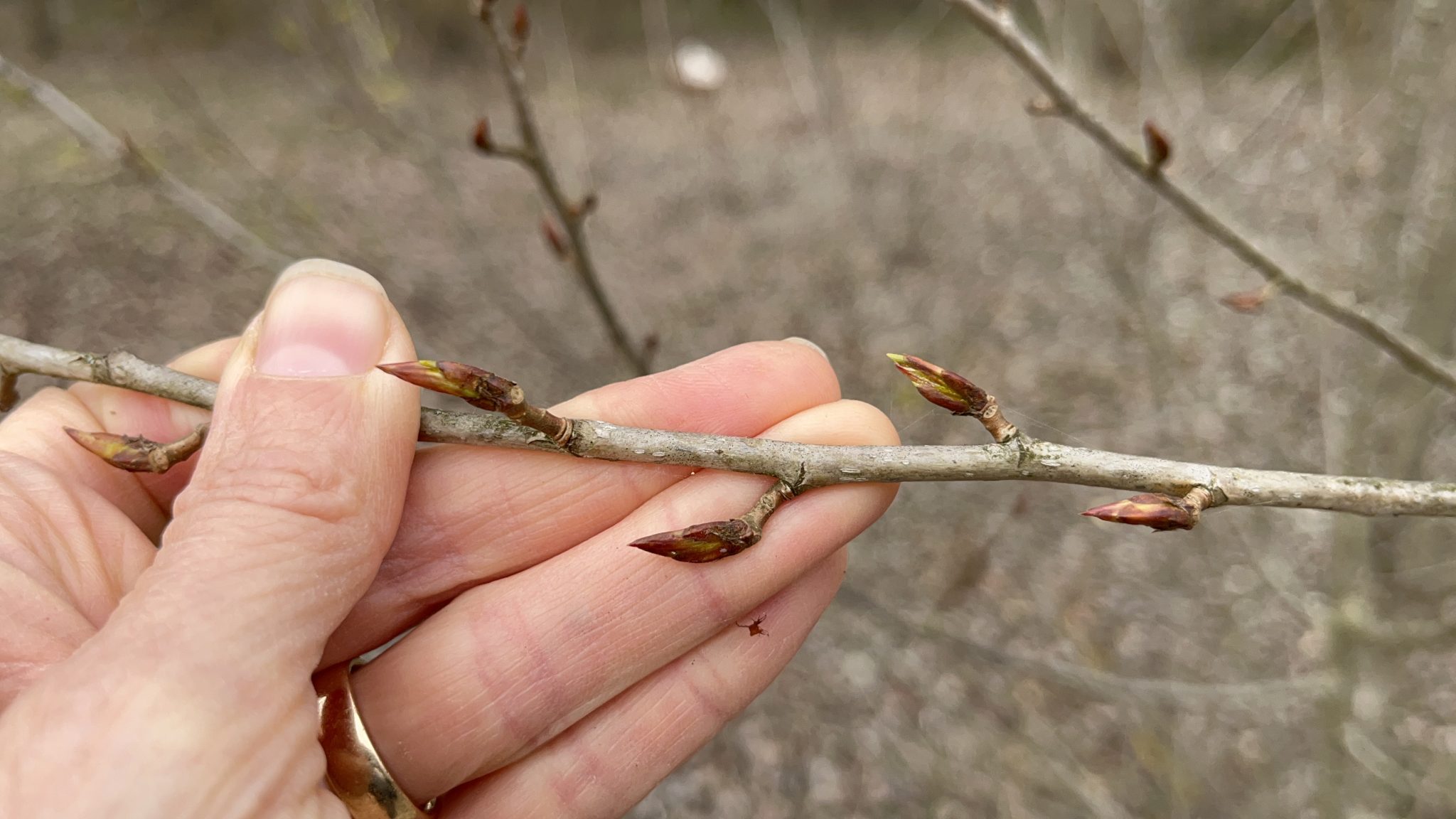 Rameau avec bourgeons de peuplier