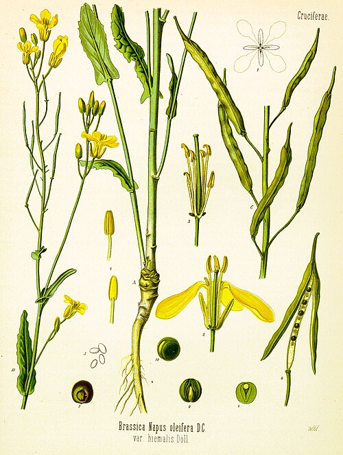 Colza - Brassica napus