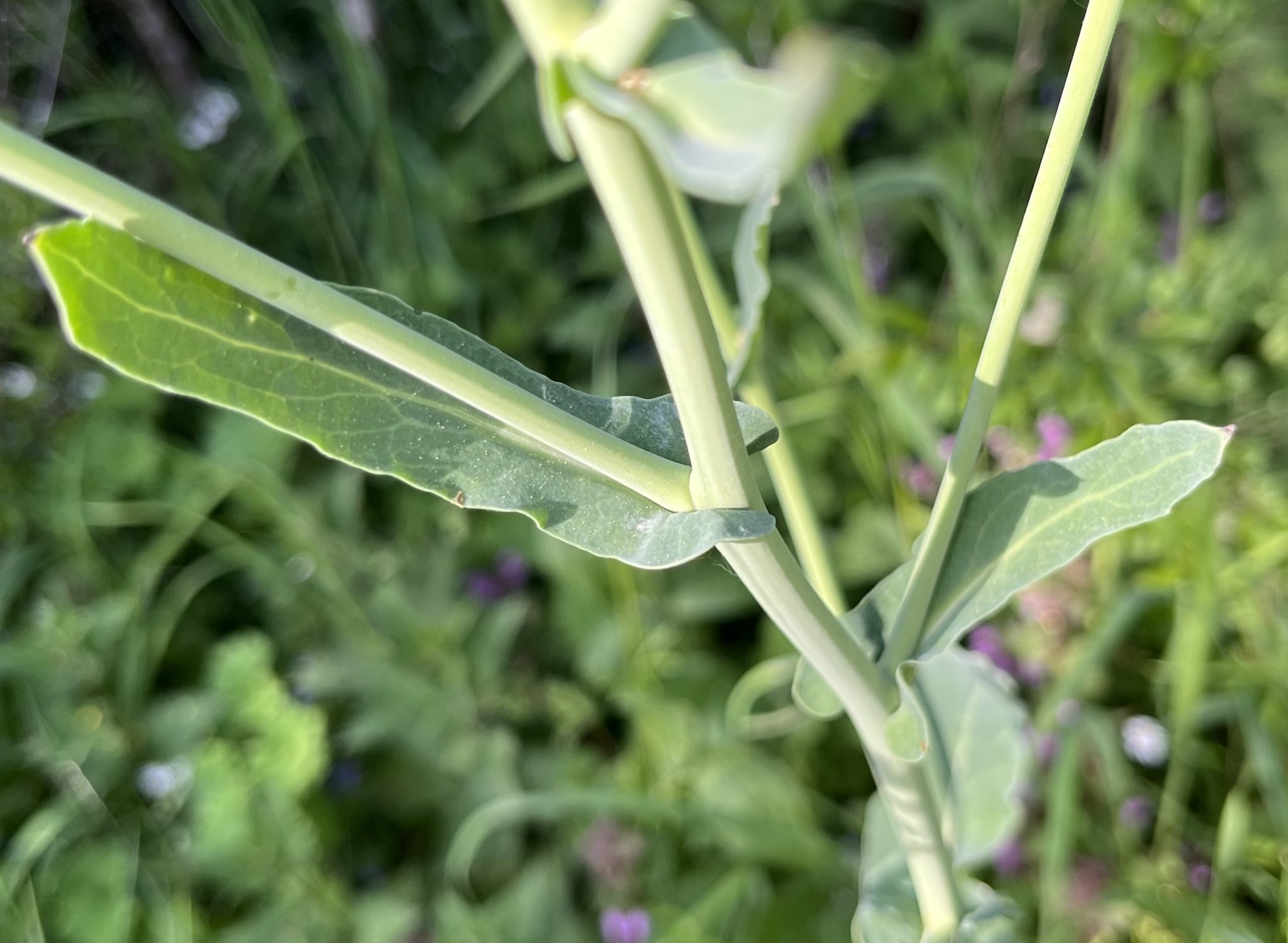 Feuilles caulinaires colza