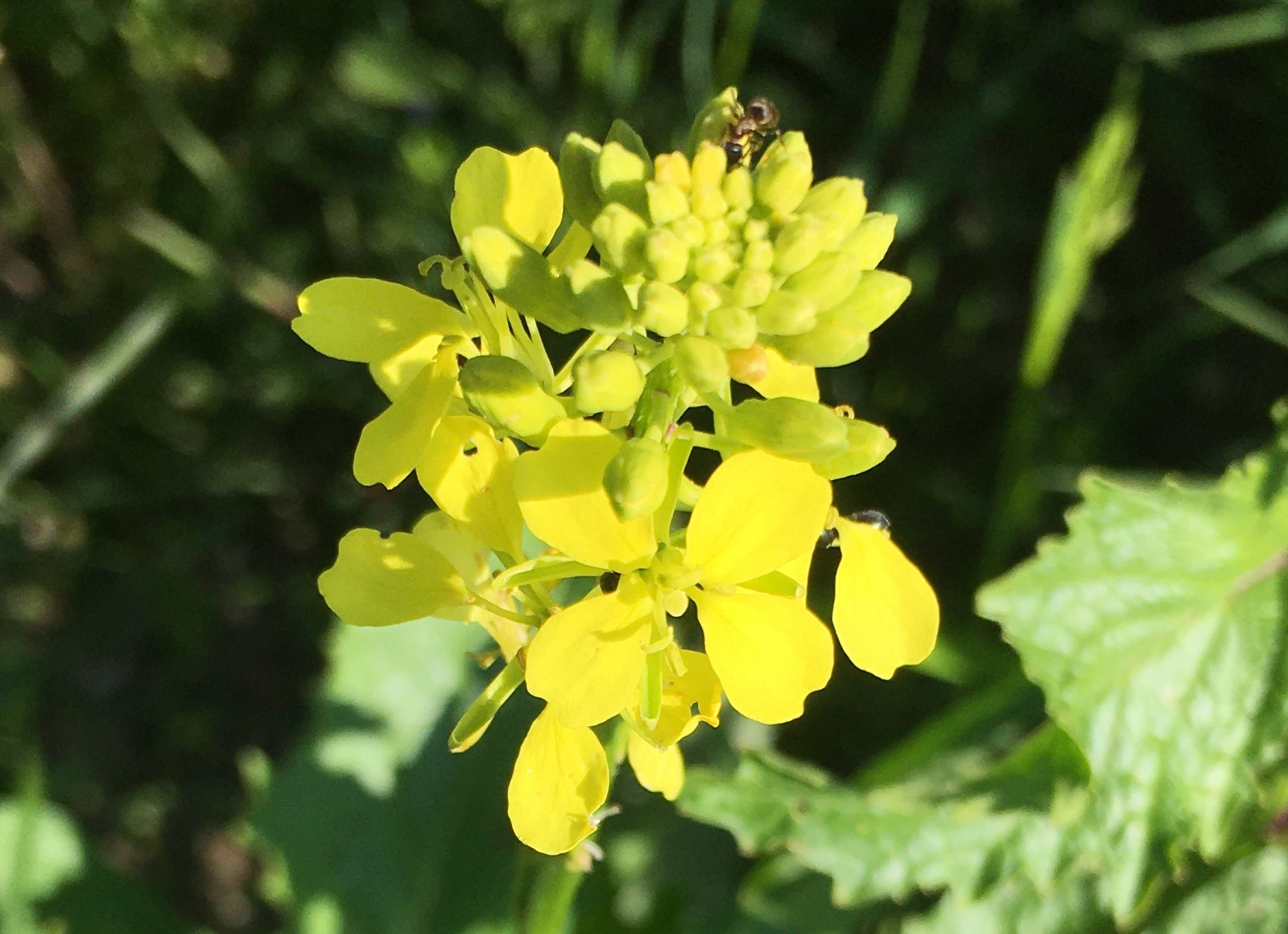Moutarde de champs - fleurs