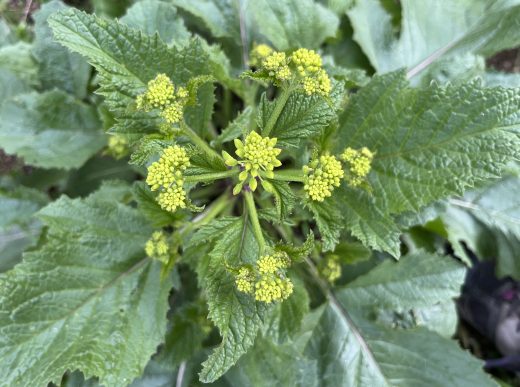 Moutarde des champs - boutons floraux