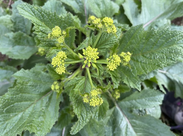 Moutarde des champs - boutons floraux