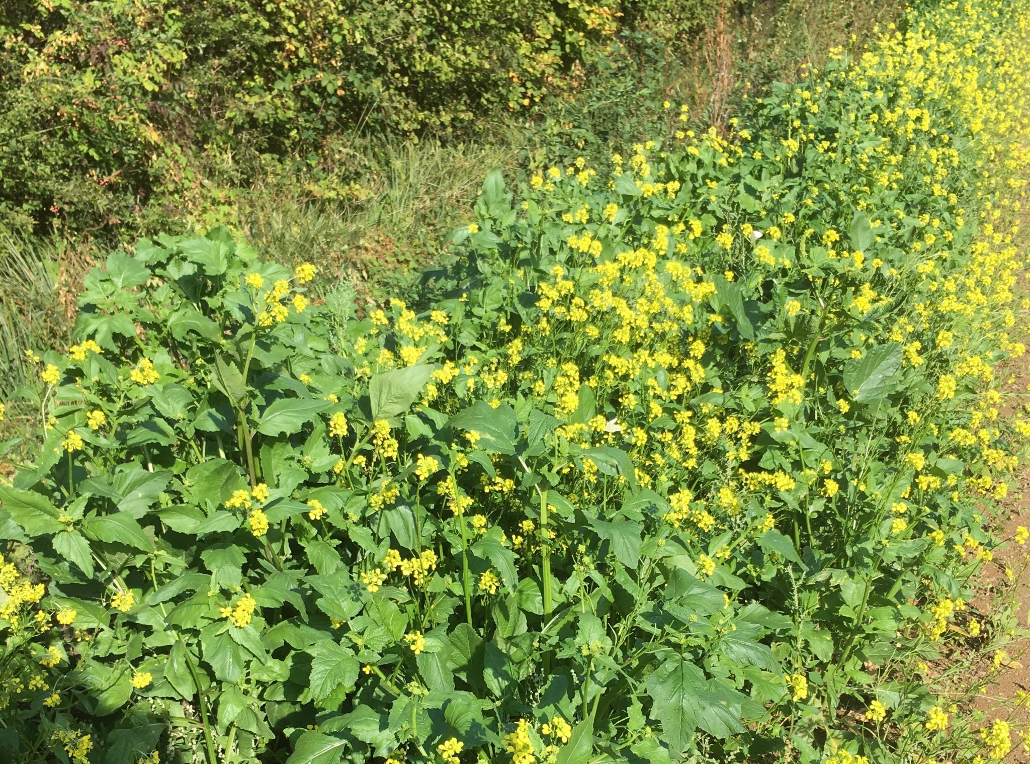 Moutarde des champs en bord de chemin