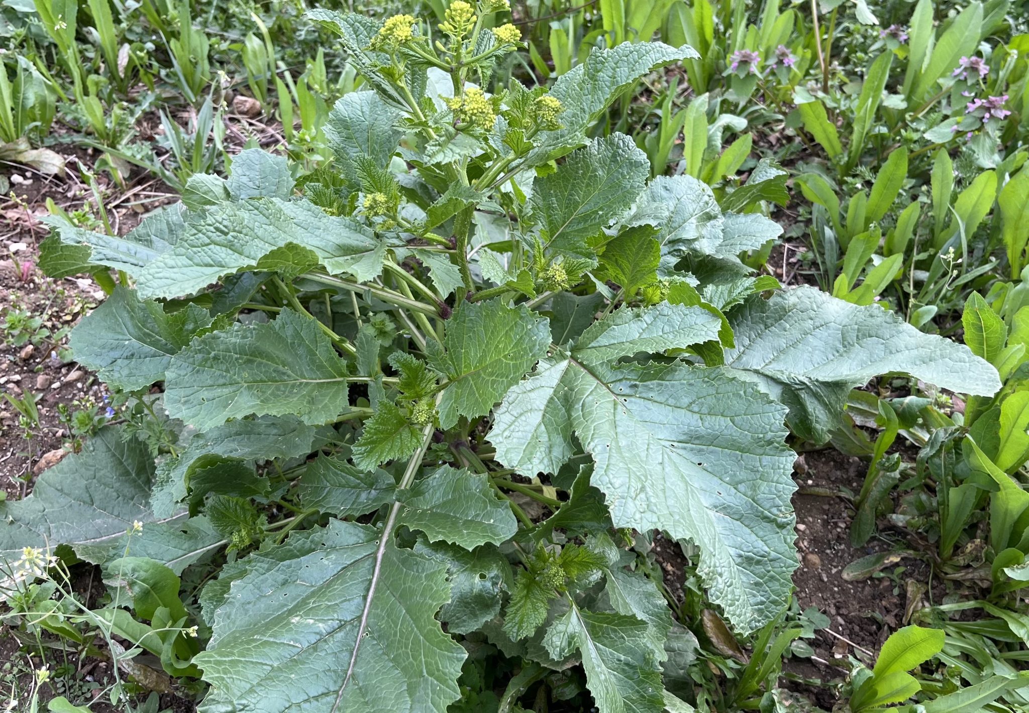 Moutarde des champs plante entière