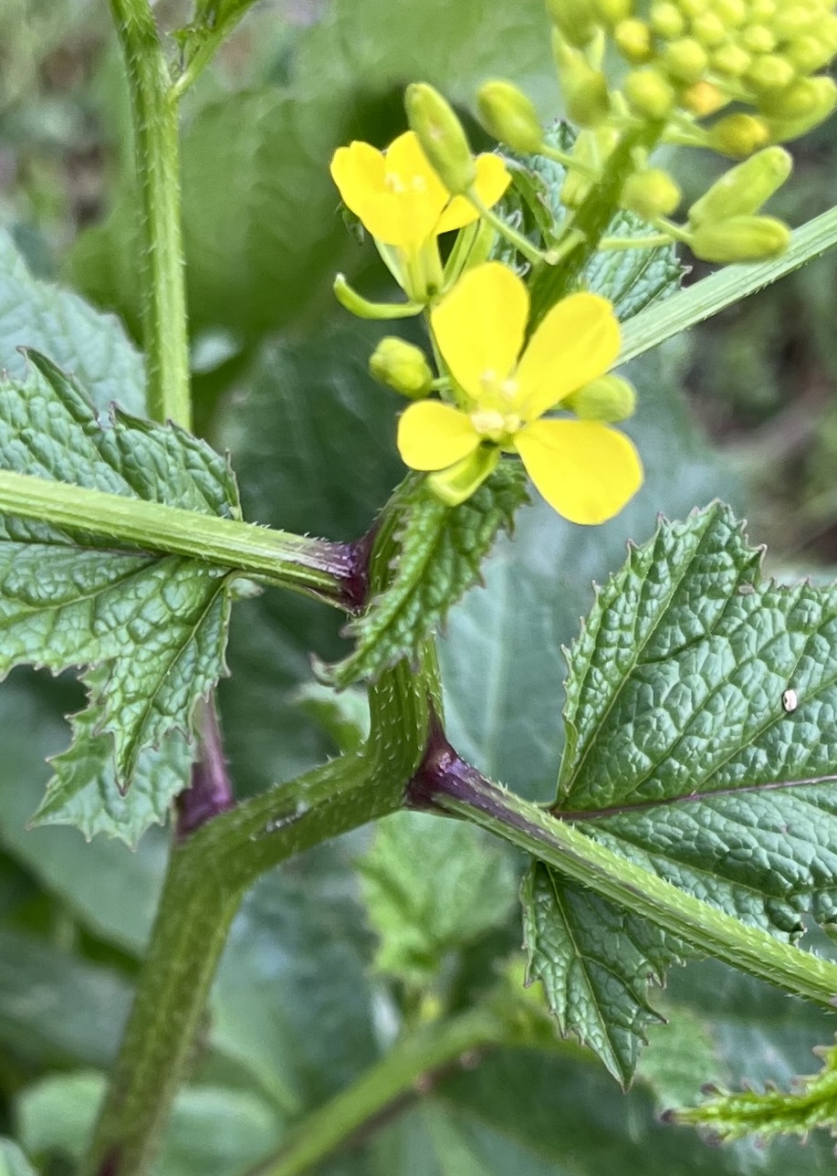 Moutarde des champs - tige poilue