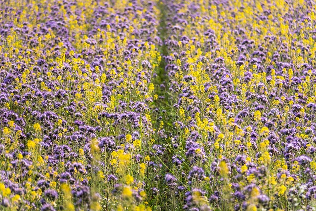 Moutarde des champs et phacélie