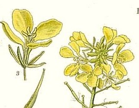 moutarde-des-champs-fleur