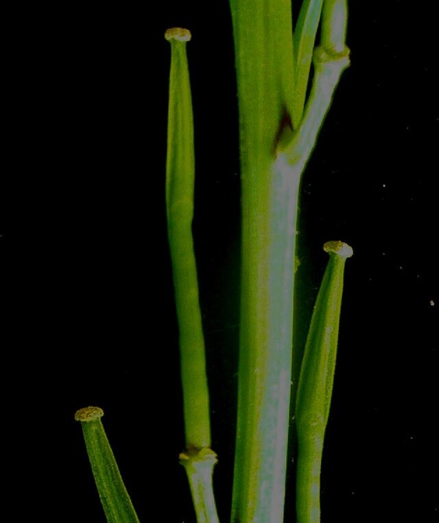 moutarde-des-champs-siliques