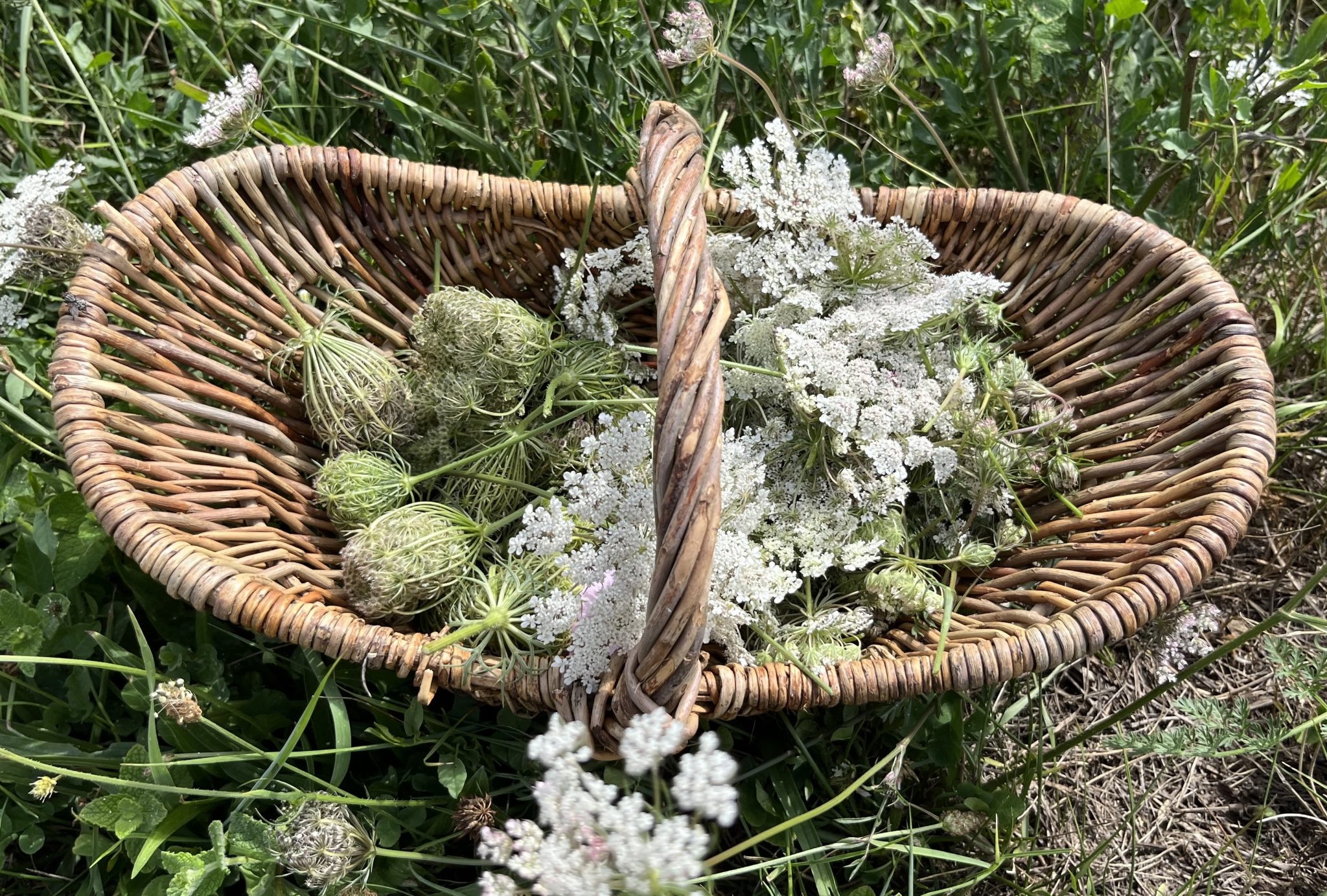 Fruits et fleurs de carotte