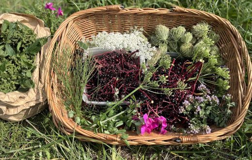 Panier de 7 plantes sauvages comestibles du mois d'août