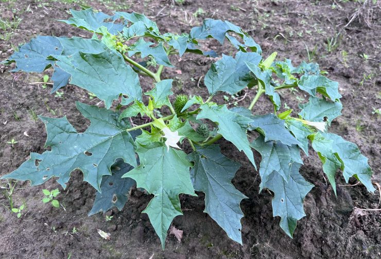 Datura officinale