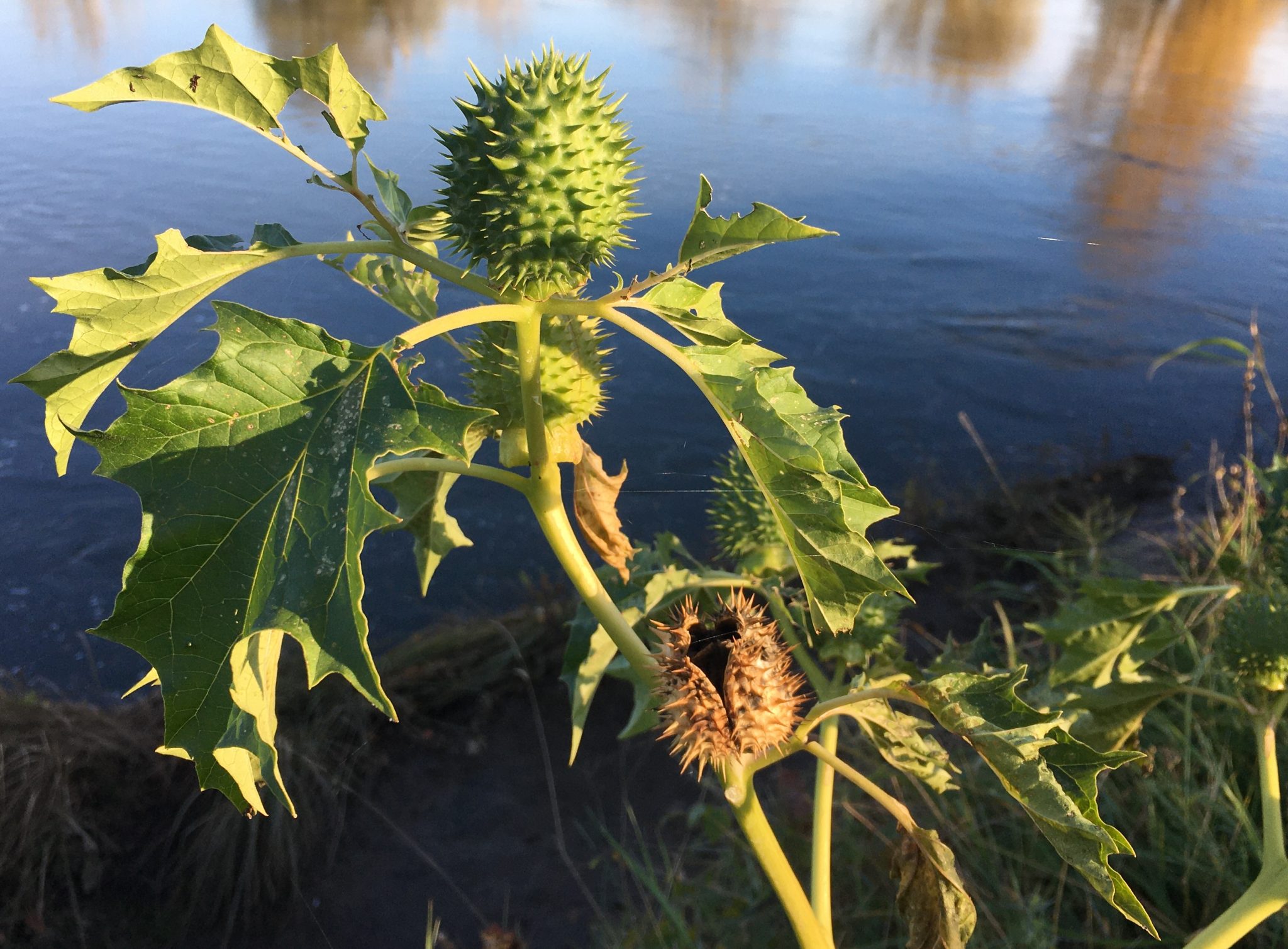 Datura avec fruits bord de Loire