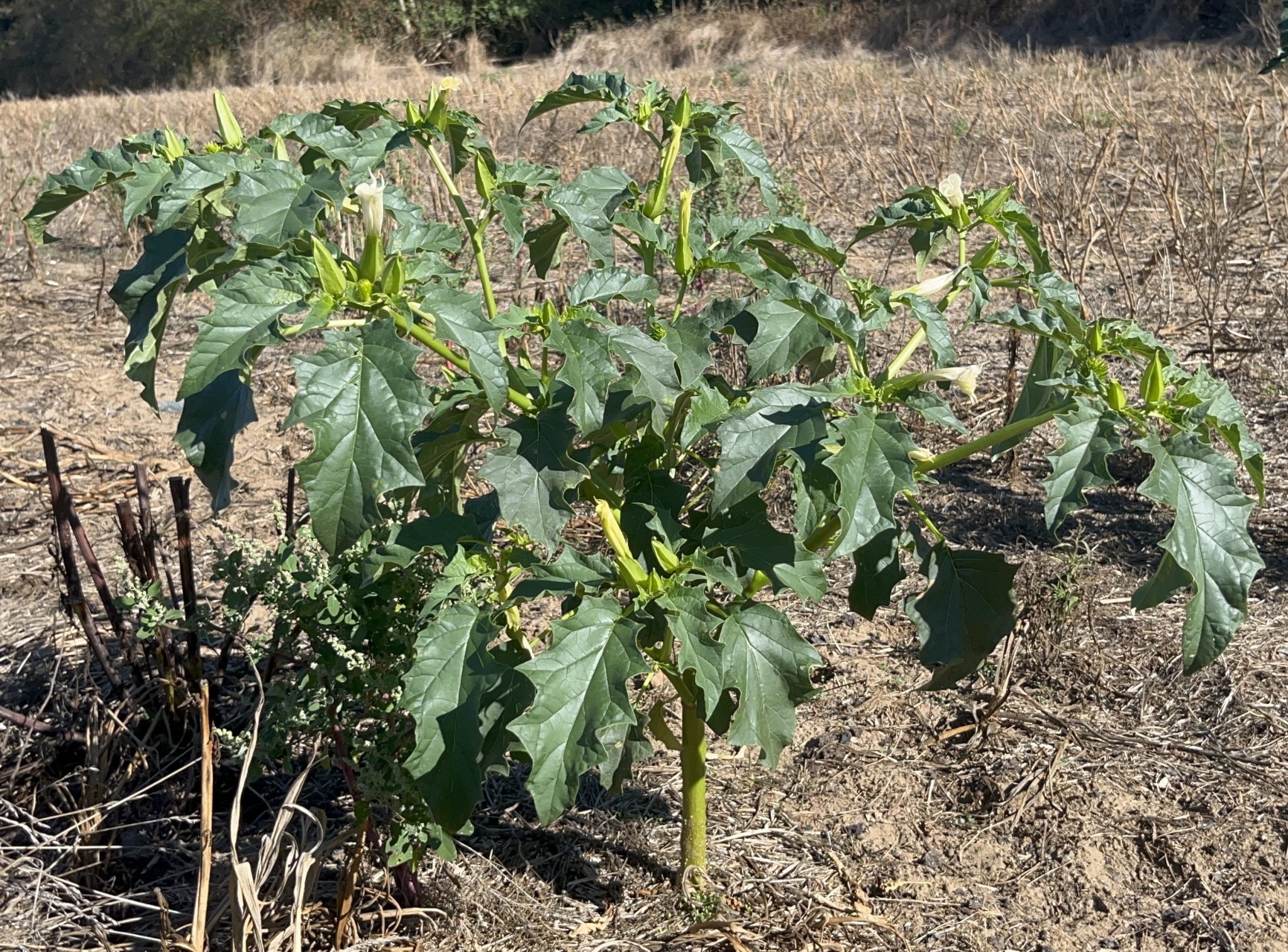 Datura dans un champs