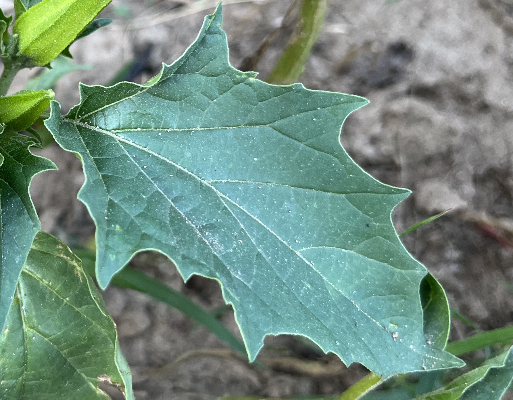 Feuille de datura jeune