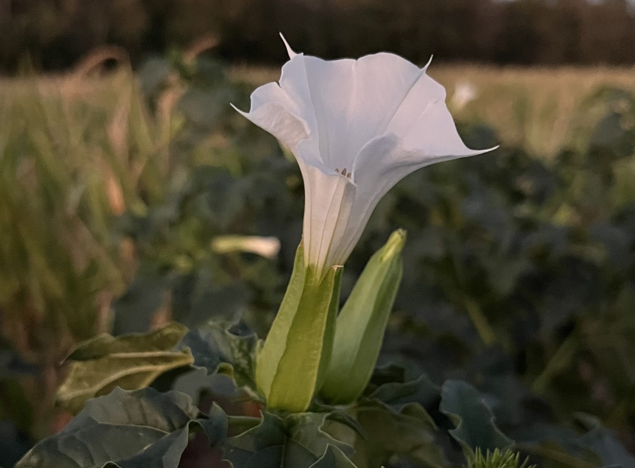 Fleur de datura ouverte à la tombée de la nuit