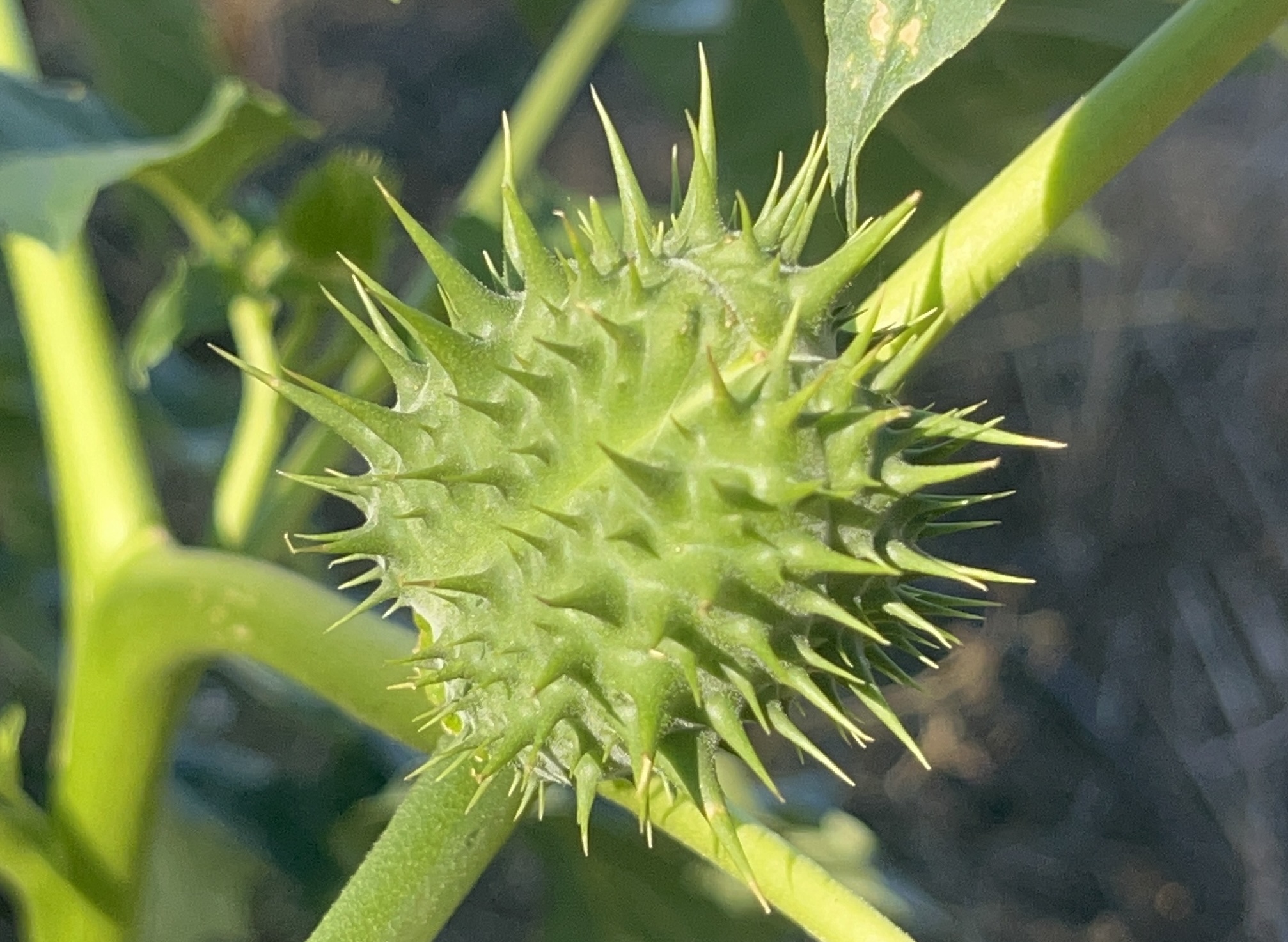 Fruit vert datura